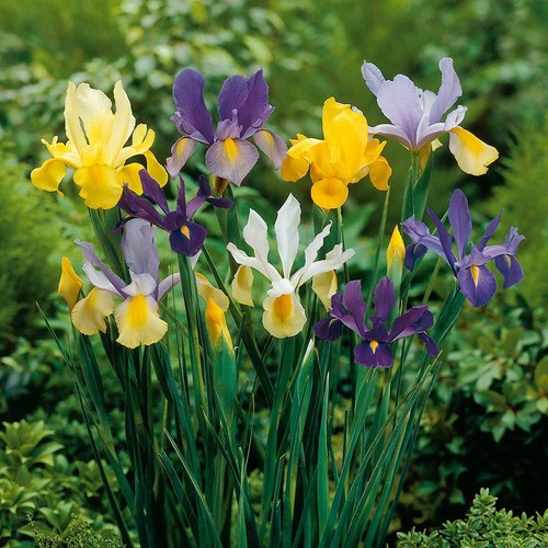 Dutch iris mixture bulbs - iris,